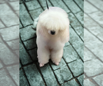 Small #3 Poodle (Miniature)