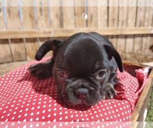 French Bulldog Puppy for sale in CANON CITY, CO, USA