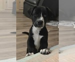 Small #2 American Pit Bull Terrier-Border Collie Mix