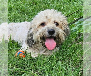 Havanese-Unknown Mix Dogs for adoption in Canton, CT, USA