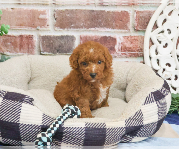 Medium Photo #4 Cavapoo (Miniature) Puppy For Sale in SYRACUSE, IN, USA