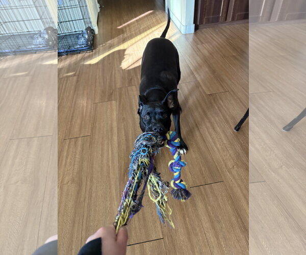 Medium Photo #4 American Staffordshire Terrier-Boston Terrier Mix Puppy For Sale in Phoenix, AZ, USA