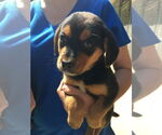 Small #7 Beagle Mix
