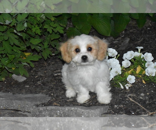 Medium Photo #2 Cavachon Puppy For Sale in ELDORADO, OH, USA