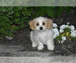 Small #1 Cavachon