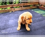 Small #2 Golden Retriever