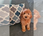 Small #1 Goldendoodle