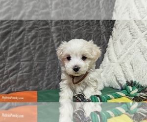 Maltese Puppy for Sale in OCALA, Florida USA