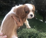 Small Photo #3 Cavalier King Charles Spaniel Puppy For Sale in N SALT LAKE, UT, USA