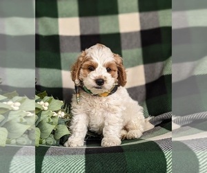 Cock-A-Poo Puppy for sale in NOTTINGHAM, PA, USA