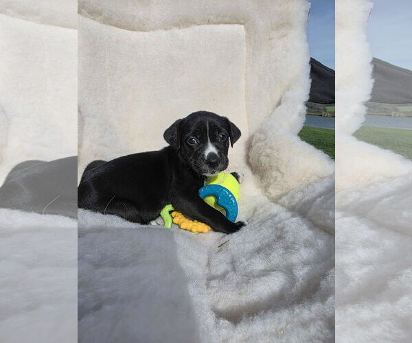 Medium Photo #1 Boxador Puppy For Sale in SHERBURNE, NY, USA