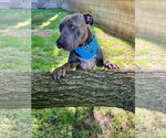 Small #12 American Pit Bull Terrier-Chinese Shar-Pei Mix