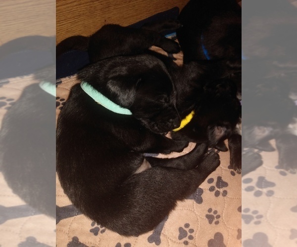 Medium Photo #21 Belgian Malinois-German Shorthaired Pointer Mix Puppy For Sale in SALINAS, CA, USA