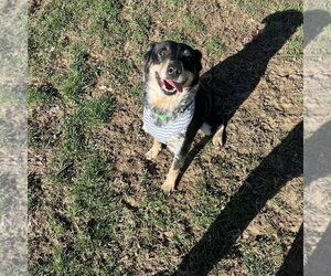 Nevah - Female Australian Shepherd-Unknown Mix Dog for Adoption - Photo #8