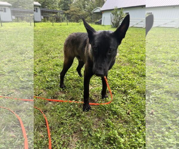 Medium Photo #5 Mutt Puppy For Sale in Stevens Point, WI, USA