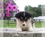Small Photo #2 Collie Puppy For Sale in FREDERICKSBURG, OH, USA