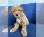 Small Photo #5 Poodle (Miniature) Puppy For Sale in CHICAGO, IL, USA