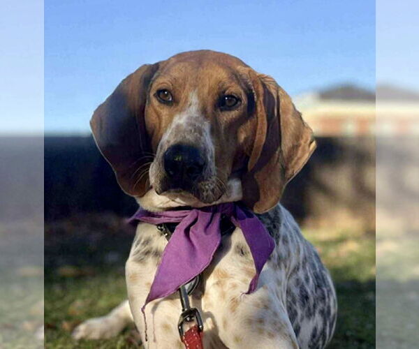 Medium Photo #1 Mutt Puppy For Sale in Rustburg, VA, USA