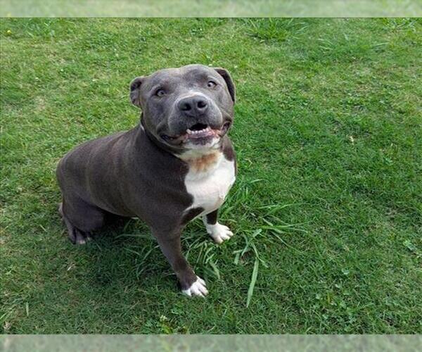 Medium Photo #1 American Pit Bull Terrier Puppy For Sale in Grovetown, GA, USA