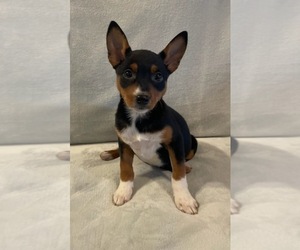 Australian Shepherd-Miniature Pinscher Mix Puppy for sale in HILLSBORO, WI, USA
