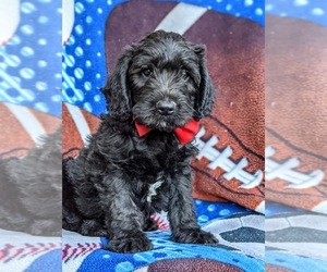 Labradoodle Puppy for sale in KINZERS, PA, USA