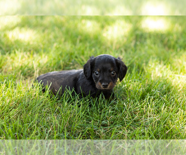 Medium Photo #4 Dachshund Puppy For Sale in NAPPANEE, IN, USA