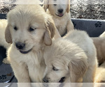 Small Photo #14 Golden Retriever Puppy For Sale in CAMILLA, GA, USA