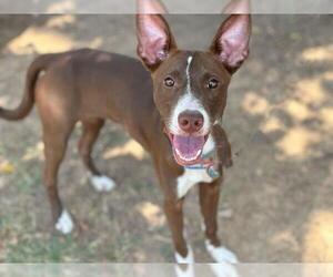 Labrador Retriever-Unknown Mix Dogs for adoption in Waco, TX, USA