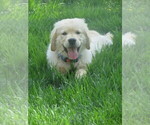 Small #4 Golden Retriever