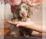 Small #2 Dachshund