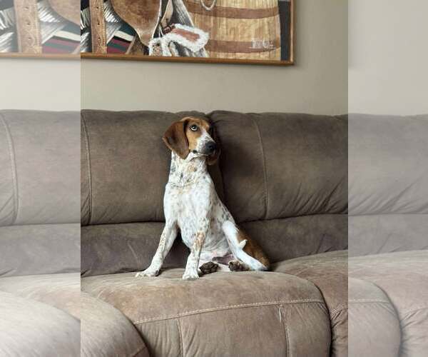 Medium Photo #2 Mutt Puppy For Sale in Rustburg, VA, USA