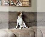 Small #1 Mutt
