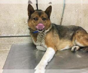 Akita-Unknown Mix Dogs for adoption in Riverside, CA, USA