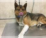 Small Akita Mix