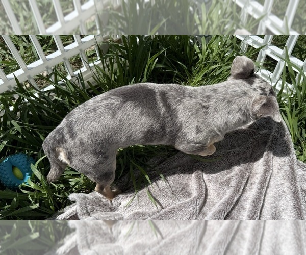 Medium Photo #2 Chihuahua Puppy For Sale in ELK POINT, SD, USA