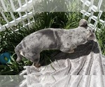 Small #1 Chihuahua