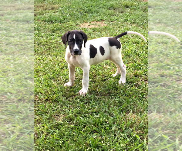 Medium Photo #1 Great Dane Puppy For Sale in MONROE, GA, USA