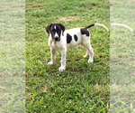 Small Photo #1 Great Dane Puppy For Sale in MONROE, GA, USA