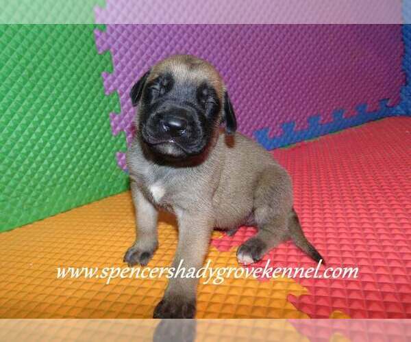 Medium Photo #3 Mastiff Puppy For Sale in CABOOL, MO, USA