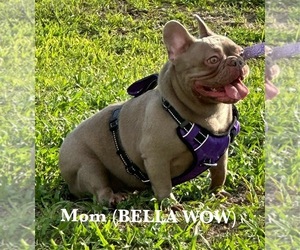 Mother of the French Bulldog puppies born on 08/06/2025