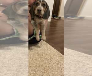 Beagle Puppy for sale in SYLVA, NC, USA