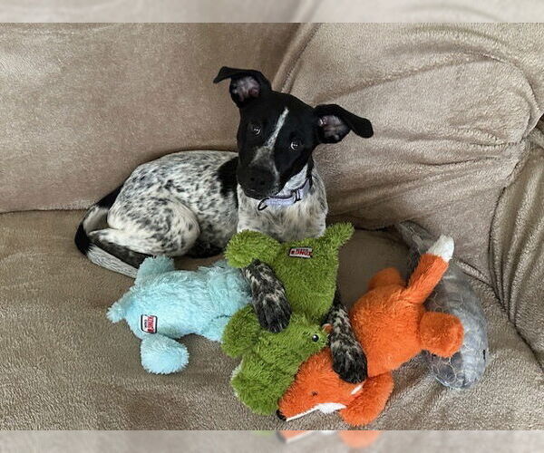 Medium Photo #3 Mutt Puppy For Sale in Garden City, NY, USA