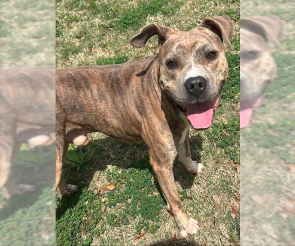 Medium Photo #2 Mutt Puppy For Sale in Texas City, TX, USA