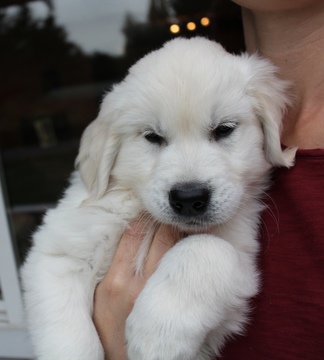 Medium Photo #3 Golden Retriever Puppy For Sale in KINGSTON, WA, USA