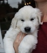 Small Photo #3 Golden Retriever Puppy For Sale in KINGSTON, WA, USA