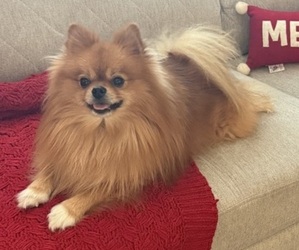 Father of the Pomeranian puppies born on 05/20/2026