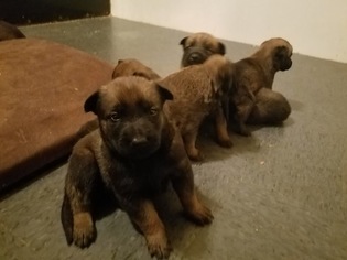 Belgian Malinois Puppy for sale in SAN MARCOS, TX, USA