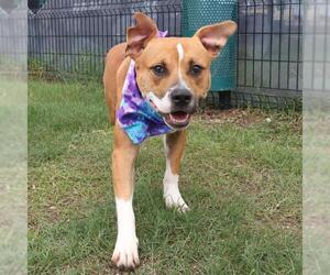 American Staffordshire Terrier-Unknown Mix Dogs for adoption in San Antonio, TX, USA
