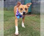 Small American Staffordshire Terrier Mix