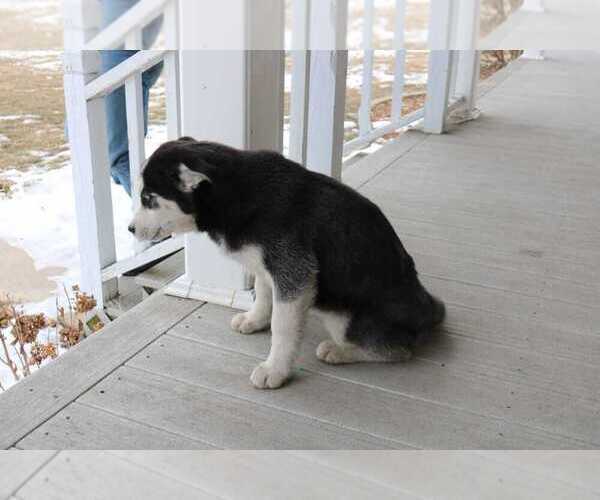 Medium Photo #1 Siberian Husky Puppy For Sale in BENSON, IL, USA